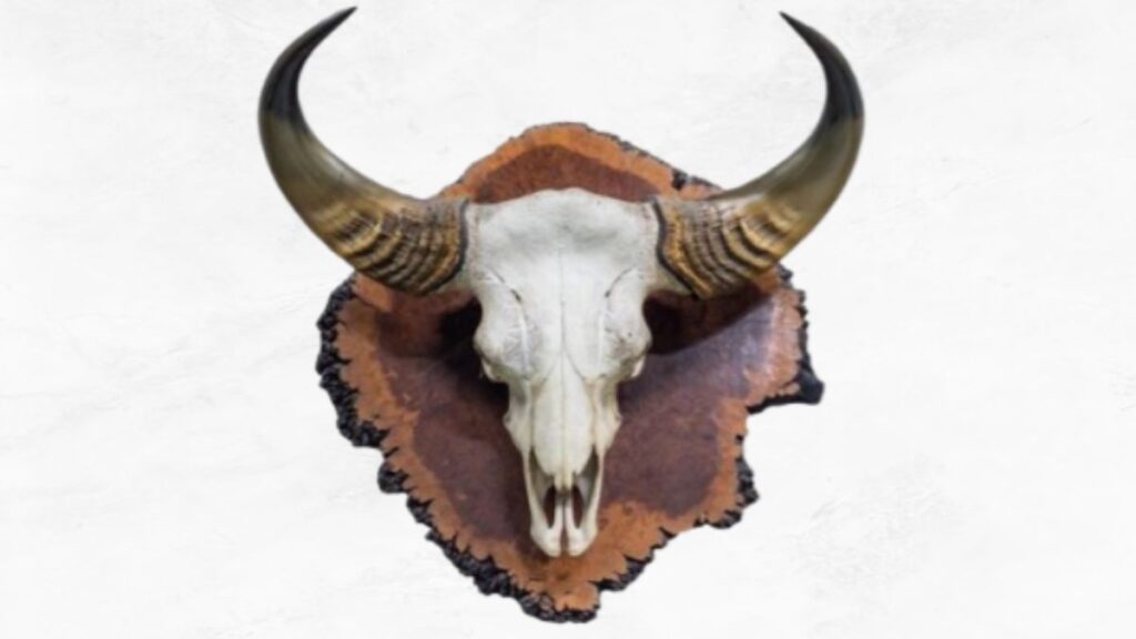 bison skull