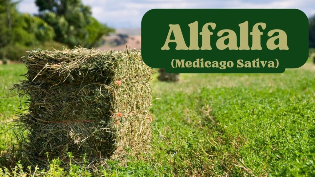 alfalfa