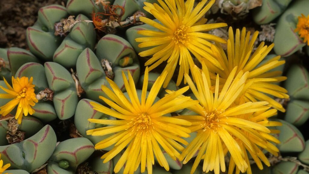 Conophytum