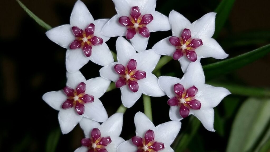 Hoya Australis