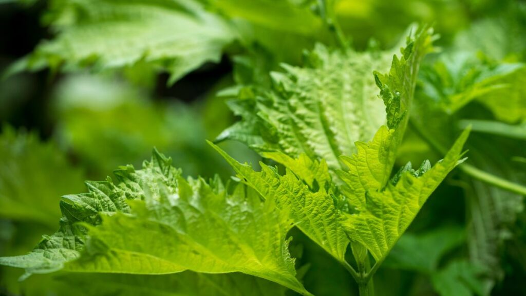 Shiso