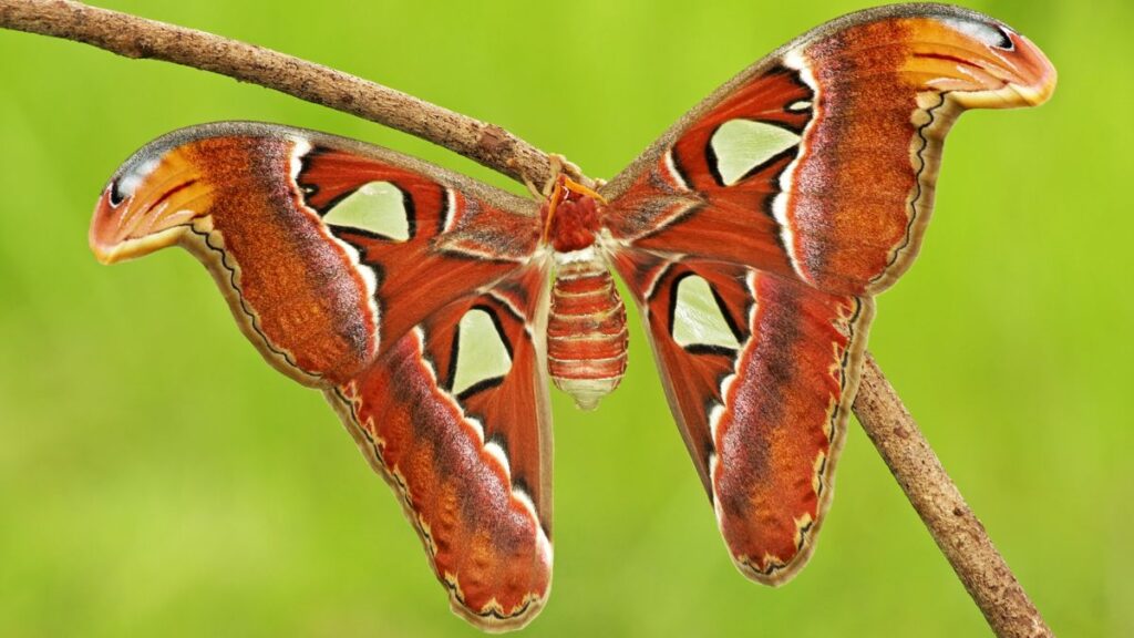 Spanish Moon Moth