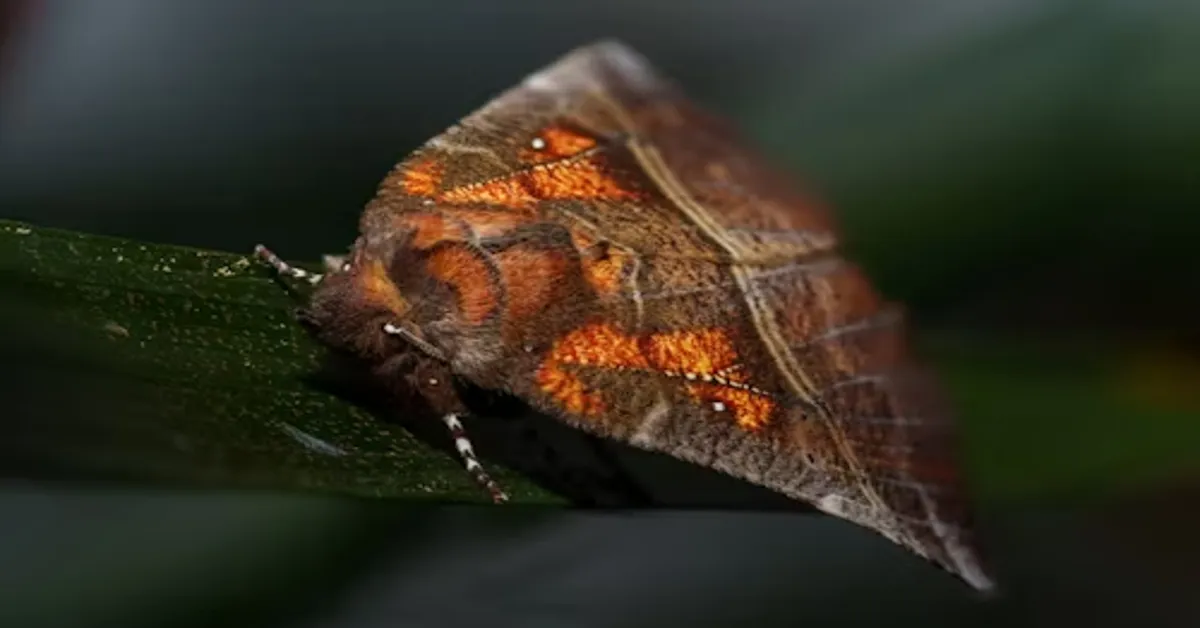 Spanish Moon Moth
