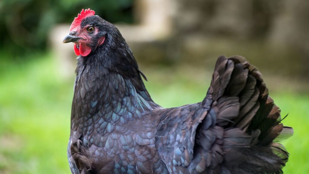 blue australorp