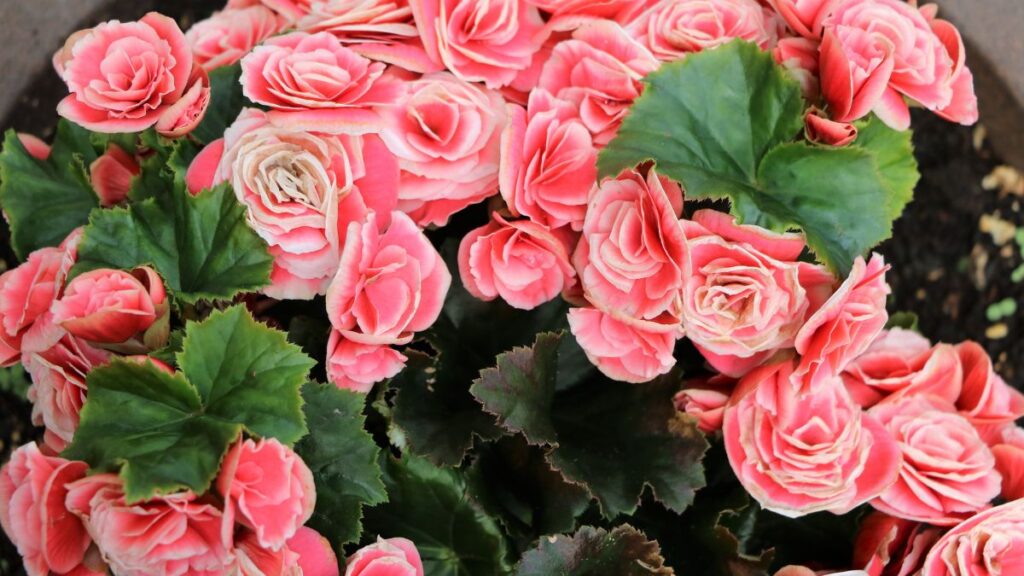 elatior begonia