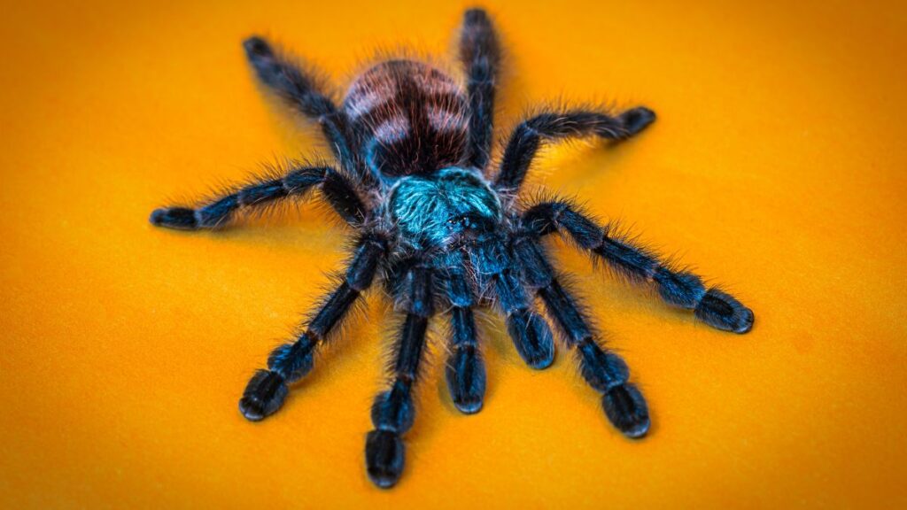 antilles pinktoe tarantula