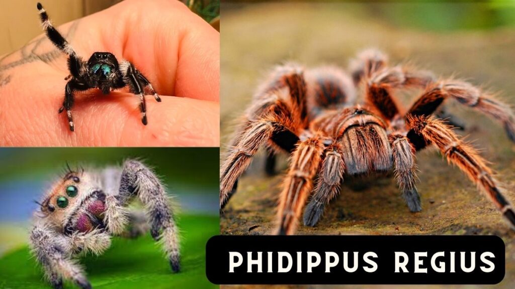 Phidippus Regius