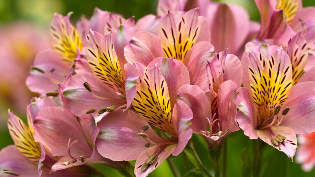 alstroemeria