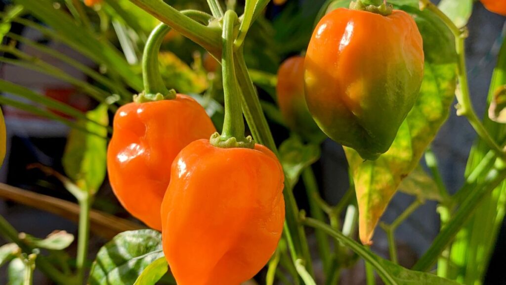 chile habanero