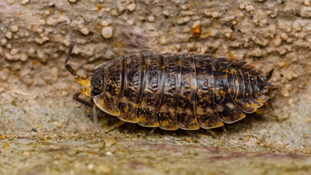 dairy cow isopod