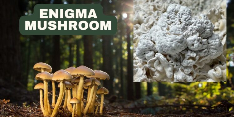 Unraveling the Enigma Mushroom: Nature's Hidden Marvel