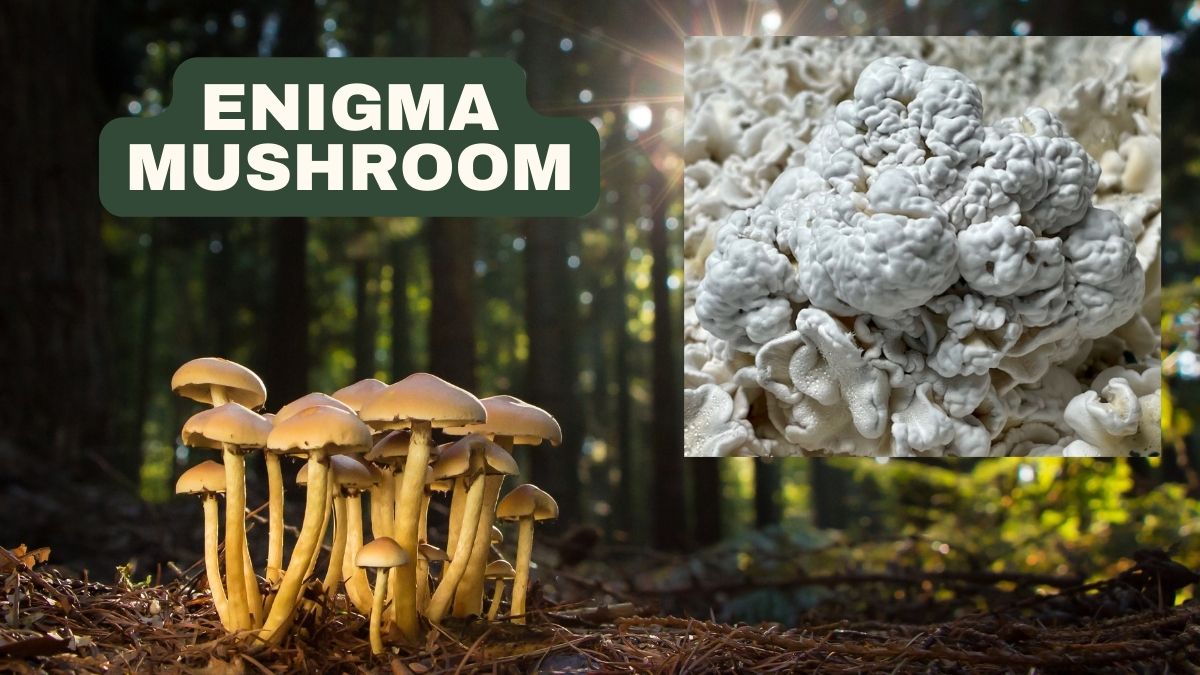 enigma mushroom