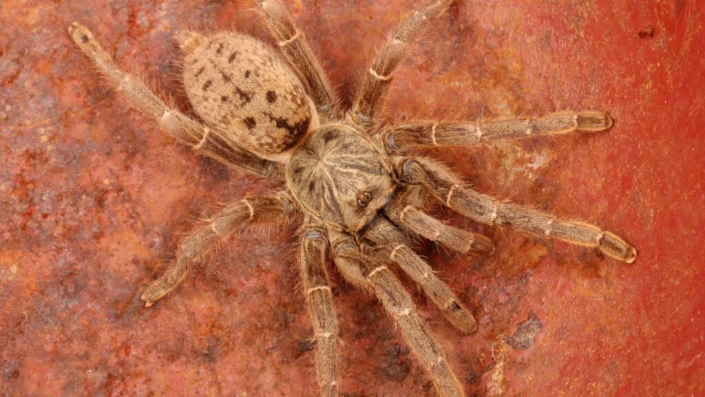 orange baboon tarantula