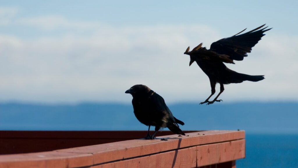 Crows Landing