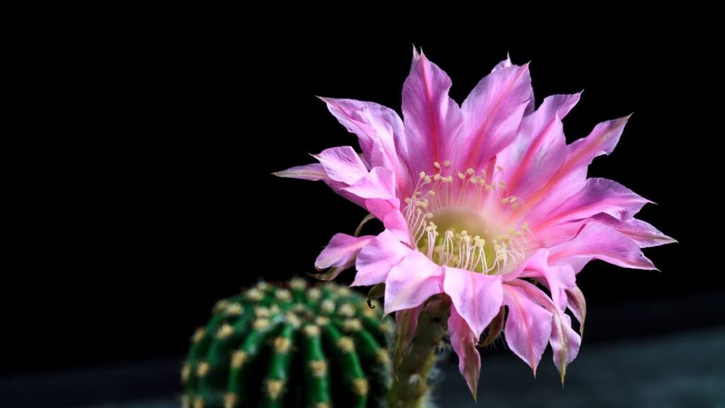 Echinopsis