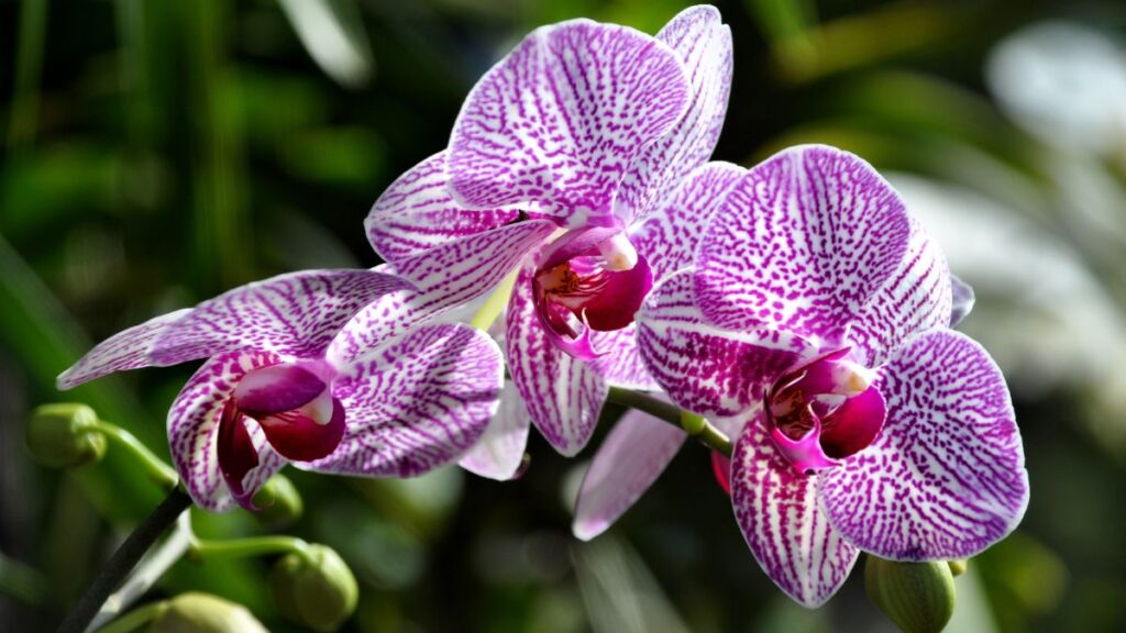 Phalaenopsis Amabilis