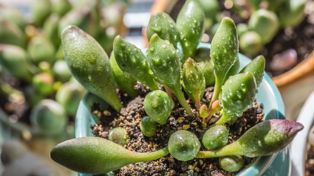 adromischus