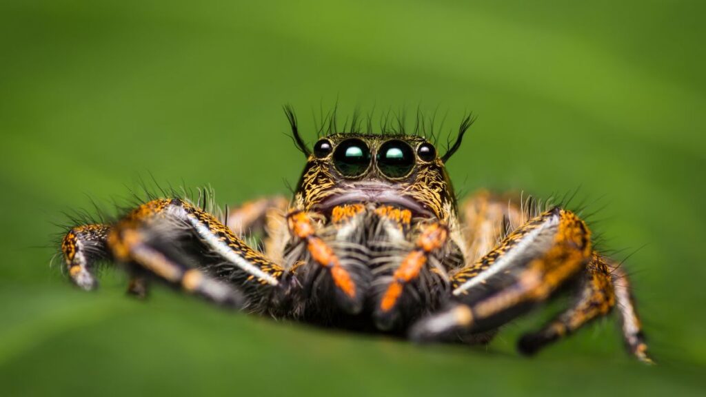 jumping spiders