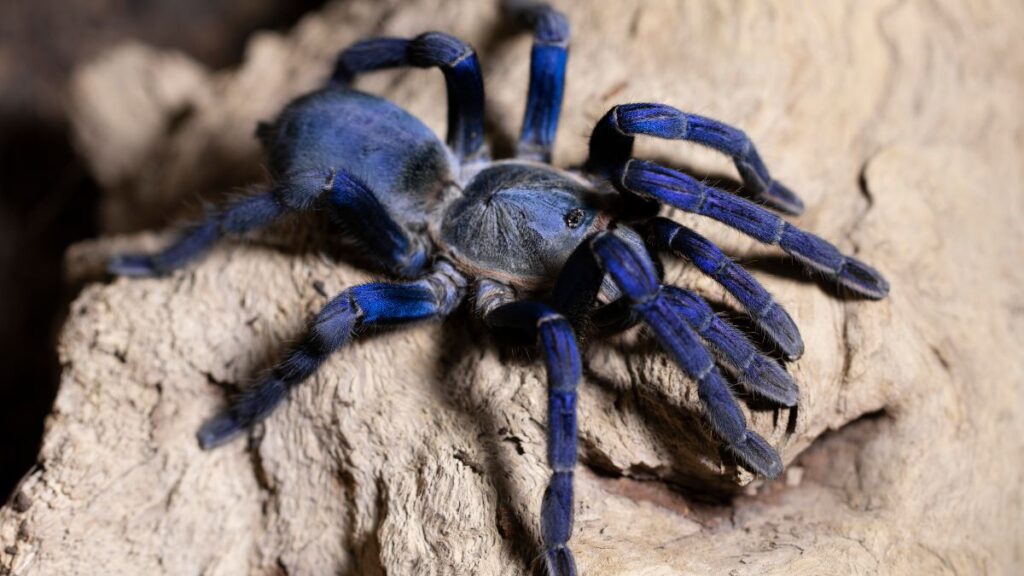 Cobalt blue tarantula