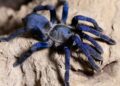 Cobalt blue tarantula