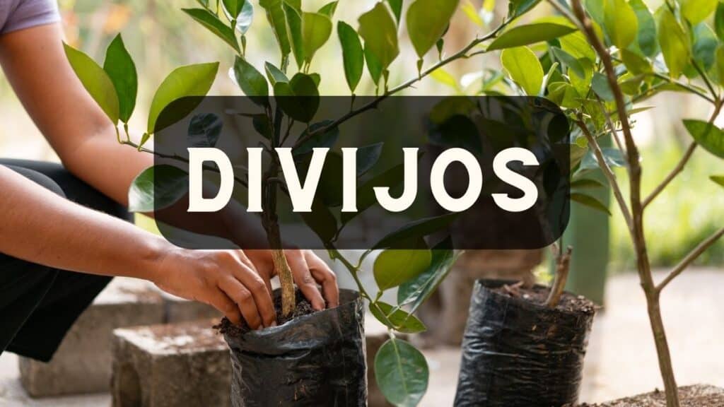 Divijos