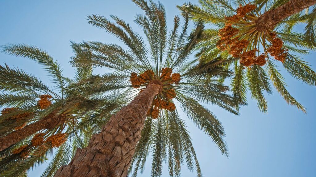 Pygmy Date Palms