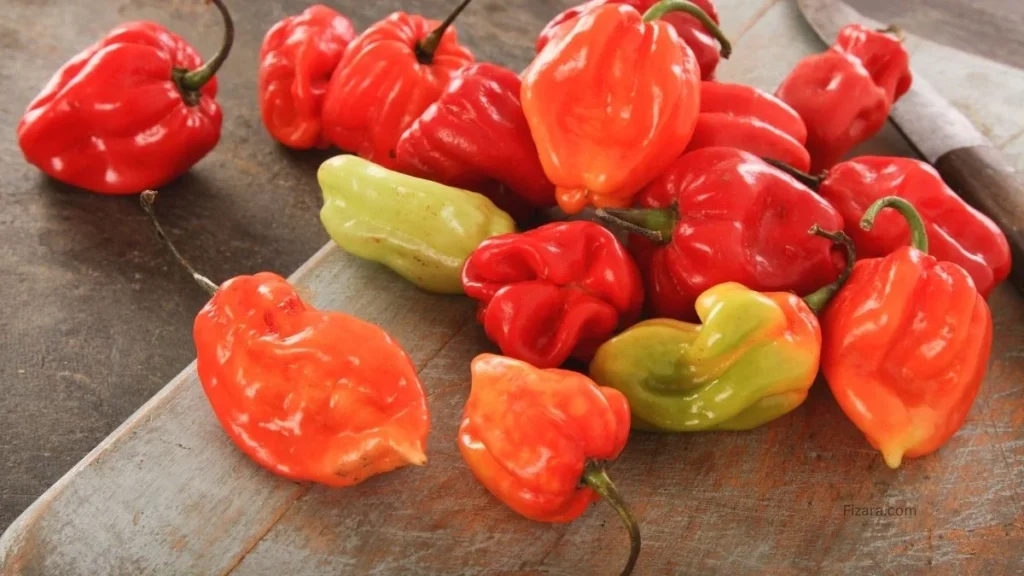 Scotch Bonnet Pepper