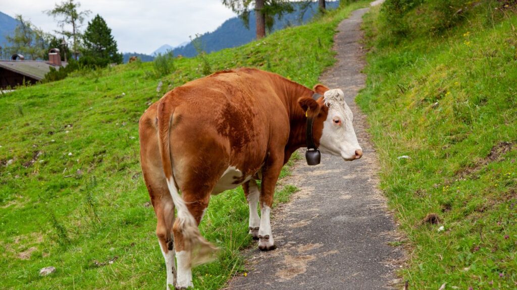 Cowbells