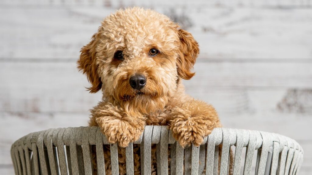 Mini Goldendoodles