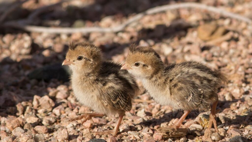 Baby Quail