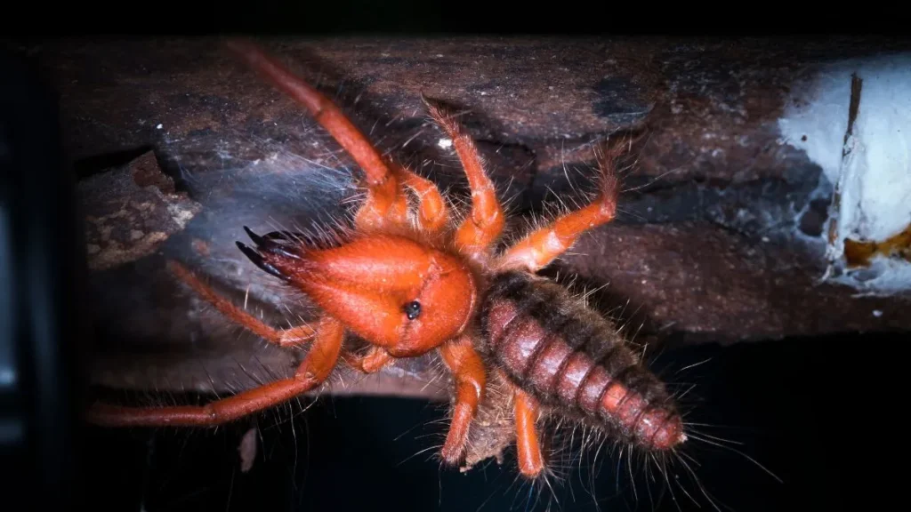 Camel Spider