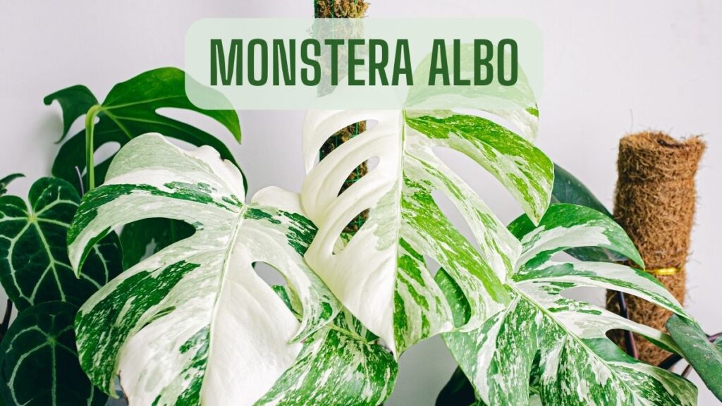 Monstera Albo