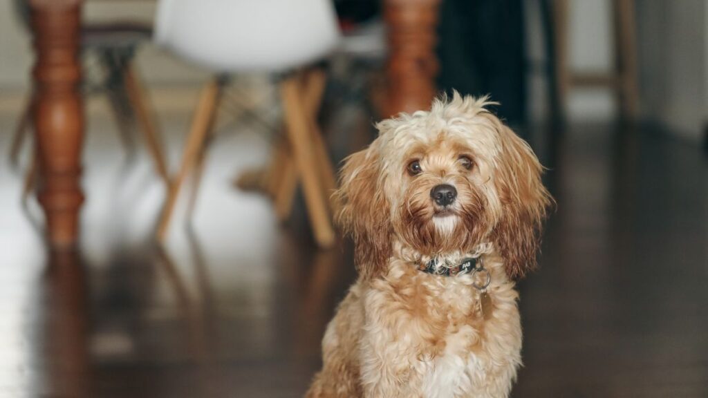 Pitbull Poodle Mix