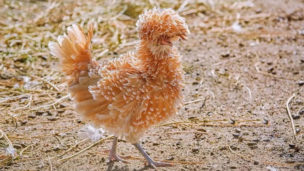 Polish chickens