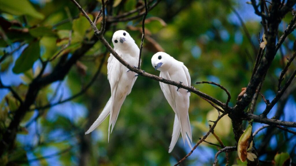 Whitebirds