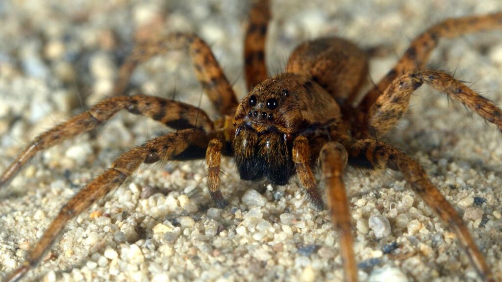 Wolf Spider vs Brown Recluse