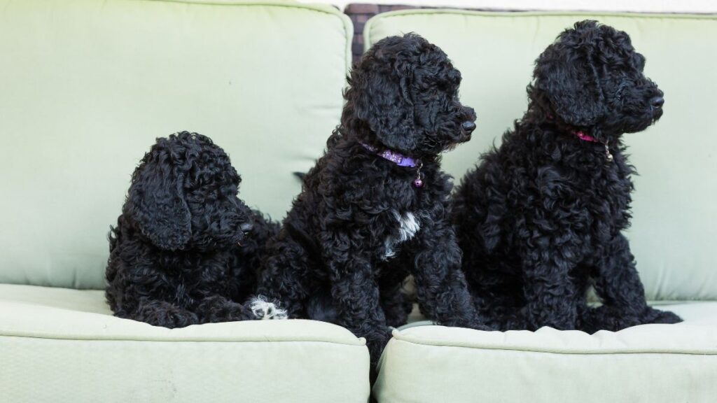 Black Golden Doodles