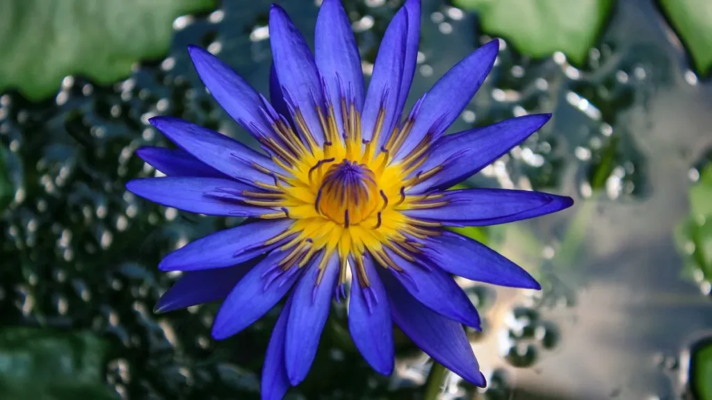 Blue Lotus Flower