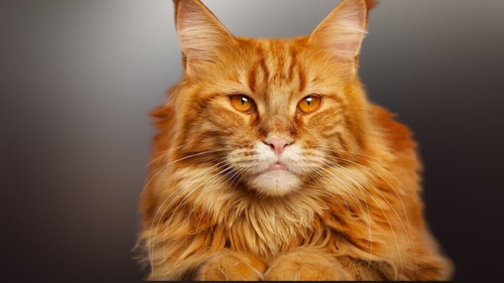 orange maine coon