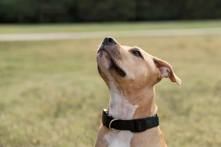 Dog Collar