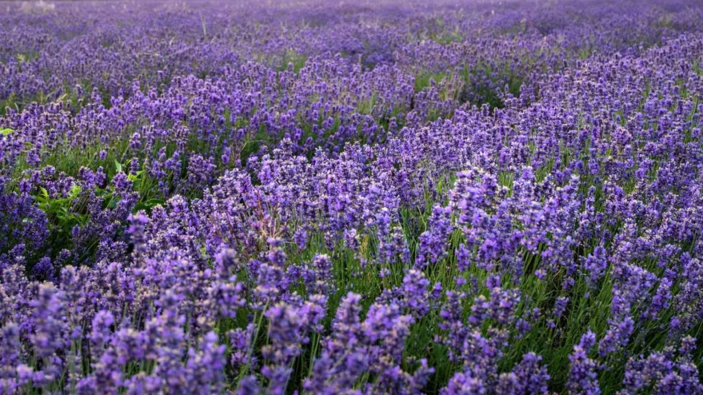 English lavender