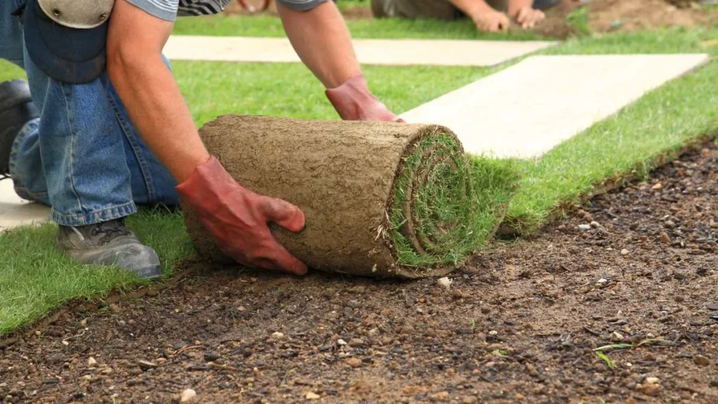 Instant Lawn