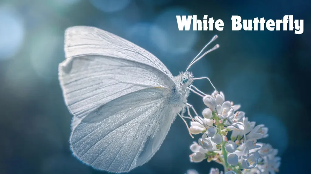 White Butterfly Meaning