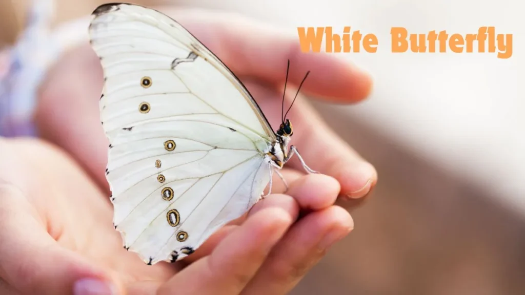 White Butterfly Meaning