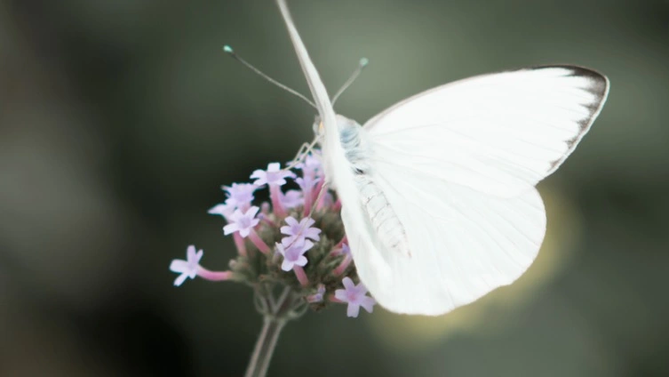 white butterfly meaning