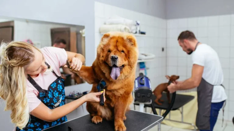 dog grooming trailer
