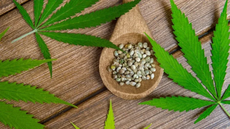 Cannabis Seeds
