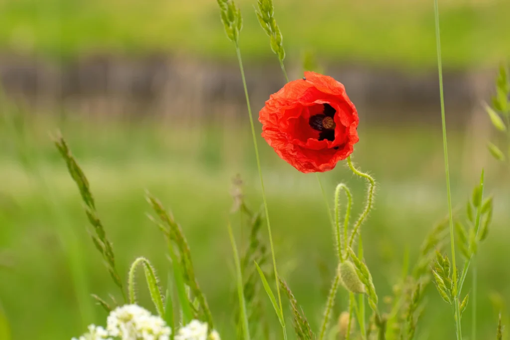 The Health Benefits and Culinary Uses of Poppy Seeds