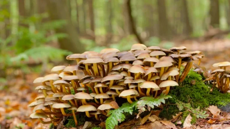 smoking shrooms