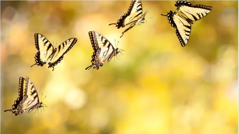 yellow butterfly